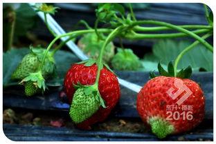 草莓拍摄花絮,镜头背后的甜蜜瞬间